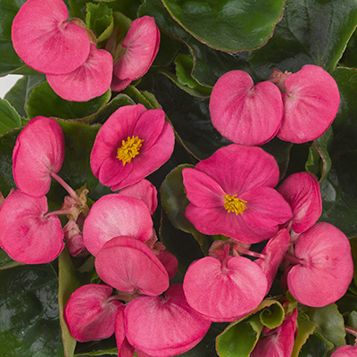 waterbegonia (Begonia-semperflorens-Juwel-F1-Rose)