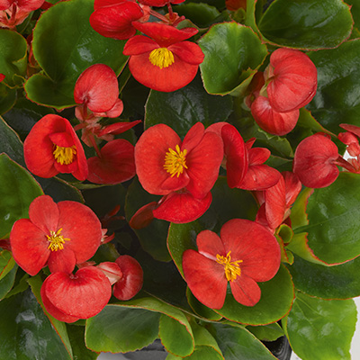 waterbegonia (Begonia-semperflorens-Juwel-F1-Scarlet)