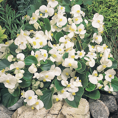 waterbegonia (Begonia-semperflorens-Juwel-F1-White)