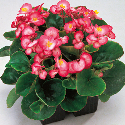 waterbegonia (Begonia-semperflorens-Quick-F1-Bicolour)