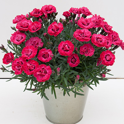 anjer (Dianthus Early Love)