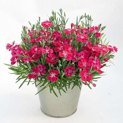anjer (Dianthus Pillow Red)