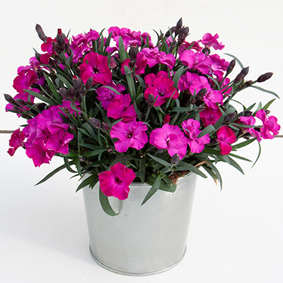 anjer (Dianthus Scully®)