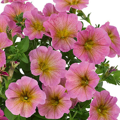 Petunia Petchoa (Petchoa-interspecific-BeautiCal-Sunray-Pink).jpg