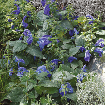 blauwe salie (Salvia-patens-Oceana-Blue)