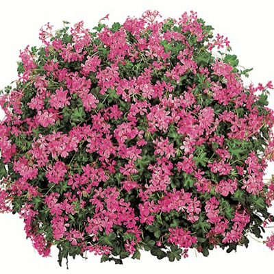 geranium (Pelargonium-interspecific-Cascade<sup>®</sup>-Lila-Compact)