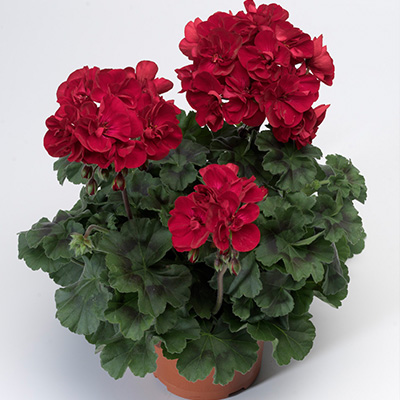 geranium (Pelargonium-zonale-Tango<sup>®</sup>-Velvet-Red) 