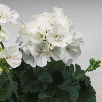 geranium (Pelargonium-zonale-Tango<sup>®</sup>-White) 