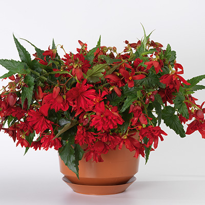 hangbegonia (Begonia-Tuberhyb-Tenella<sup>®</sup>-F1-Scarlet)
