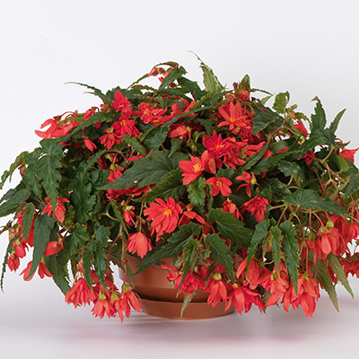 hangbegonia (Begonia-x-tuberhybrida-Tenella<sup>®</sup>-F1-Rose)