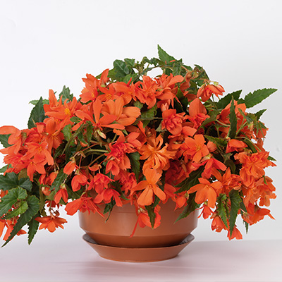 hangbegonia (Begonia-x-tuberhybrida-Tenella<sup>®</sup>-F1-Salmon-Orange).jpg