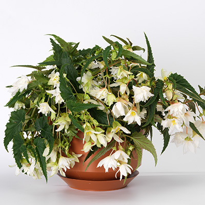 hangbegonia (Begonia-x-tuberhybrida-Tenella<sup>®</sup>-F1-White)