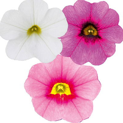 mini-petunia 3 in 1 (Calibrachoa-cultivars-Calita<sup>®</sup>-Compact-Trio-Pink-Red-Eye-Rose-White)