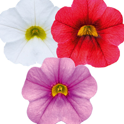 mini-petunia 3 in 1 (Calibrachoa-cultivars-Calita<sup>®</sup>-Compact-Trio-Scarlet-Red-Eye-Dark-Blue-White)
